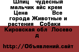 Шпиц - чудесный мальчик айс-крем › Цена ­ 20 000 - Все города Животные и растения » Собаки   . Кировская обл.,Лосево д.